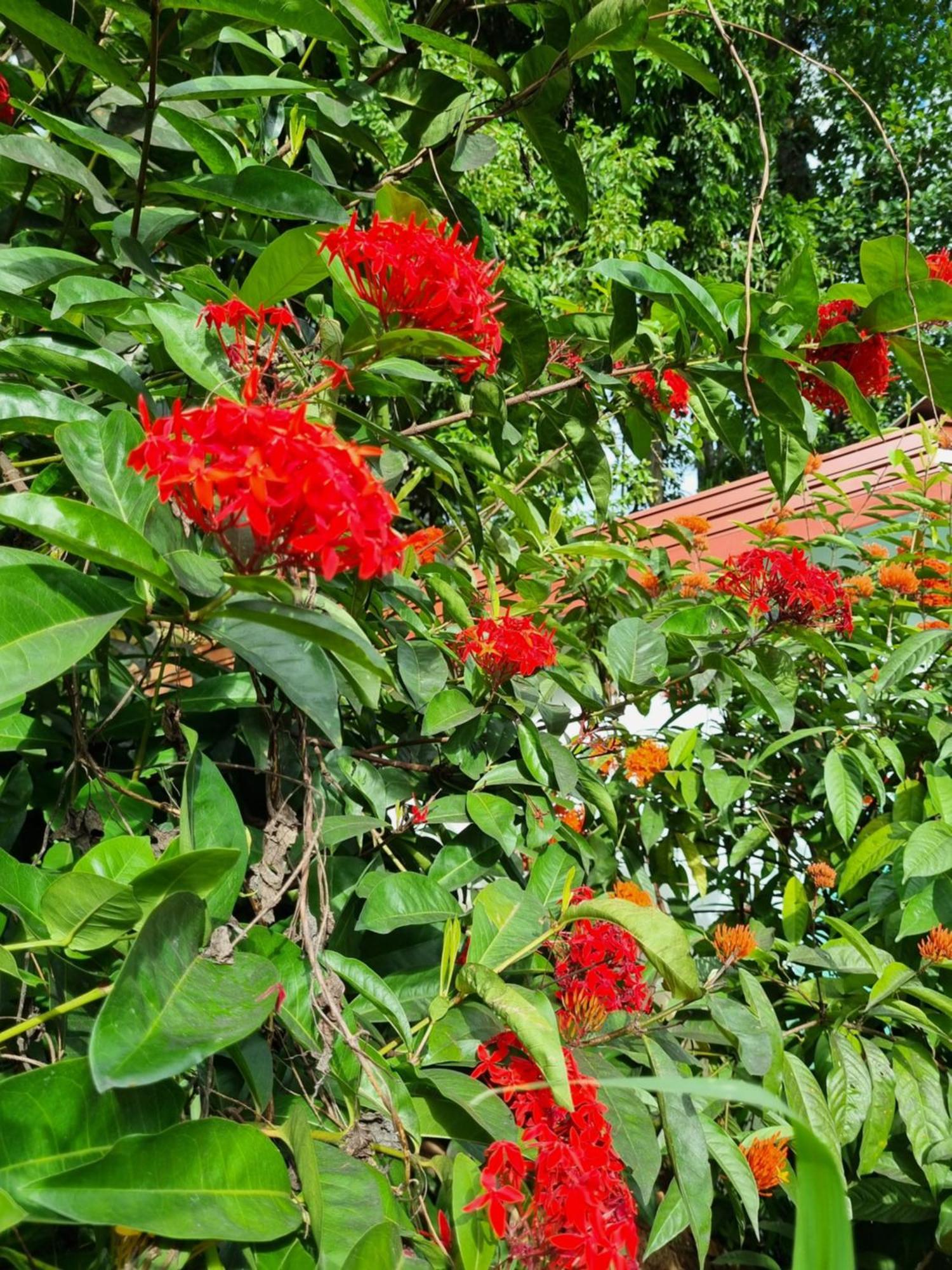 Squirrel'S Nest Hotel Kandy Exterior photo